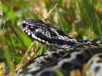 Vipera berus 91, Adder, Saxifraga-Hans Dekker