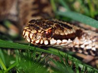 Vipera berus 92, Adder, Saxifraga-Hans Dekker