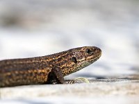 Zootoca vivipara 43, Levendbarende hagedis, Saxifraga-Hans Dekker