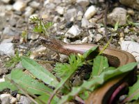 Anguis fragilis 21, Hazelworm, Saxifraga-Harry van Oosterhout : hazelworm, reptiel