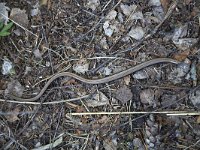Anguis fragilis 35, Hazelworm, Saxifraga-Roel Meijer  Slow worm (Anguis fragilis) in roadside : Anguis fragilis, animal, fauna, natural, nature, reptile, slow worm