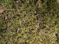 Anguis fragilis 36, Hazelworm, Saxifraga-Roel Meijer  Slow worm (Anguis fragilis) hiding between mosses : Anguis fragilis, animal, fauna, hidden, hiing, mosses, natural, nature, reptile, slow worm