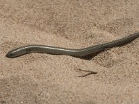 Chalcides striatus 5, Saxifraga-Willem van Kruijsbergen