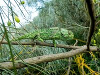 Chamaeleo chamaeleon 4, Gewone kameleon, Saxifraga-Bart Vastenhouw