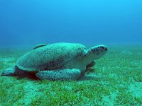 Chelonia mydas 4, Soepschildpad, Saxifraga-Tom Heijnen