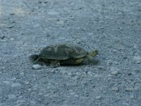 Emys orbicularis 11, Europese moerasschildpad, Saxifraga-Dirk Hilbers