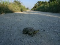 Emys orbicularis 9, Europese moerasschildpad, Saxifraga-Dirk Hilbers