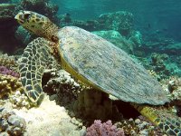 Eretmochelys imbricata 4, Karetschildpad, Saxifraga-Tom Heijnen