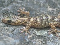 Hemidactylus turcicus 1, Saxifraga-Edo van Uchelen