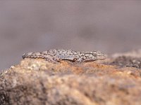 Hemidactylus turcicus 4, Saxifraga-Edo van Uchelen