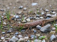 Lacerta agilis 100, Zandhagedis, Saxifraga-Hans Dekker