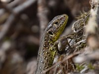 Lacerta agilis 96, Zandhagedis, Saxifraga-Luuk Vermeer