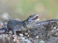 Lacerta agilis 98, Zandhagedis, Saxifraga-Luuk Vermeer