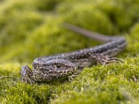 Wild Sand Lizard  Sand Lizard (Lacerta agilis) in Natural Habitat on Green Moss : Netherlands, Veluwe, adult, agilis, angry, animal, background, body, bright, brown, close, closeup, color, creepy, environment, fauna, female, fierce, grass, green, ground, habitat, heathland, herpetofauna, isolated, lacerta, lizard, lying, macro, moss, natural, nature, one, outdoors, potrait, relaxing, reptile, reptilia, reptilian, resting, sand, single, small, sunbath, tail, texture, wild, wildlife