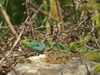 Lacerta viridis 3, Oostelijke smaragdhagedis, adult male, Saxifraga-Theo Verstrael