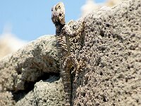 Laudakia stellio 3, Hardoen, adult, Saxifraga-Theo Verstrael