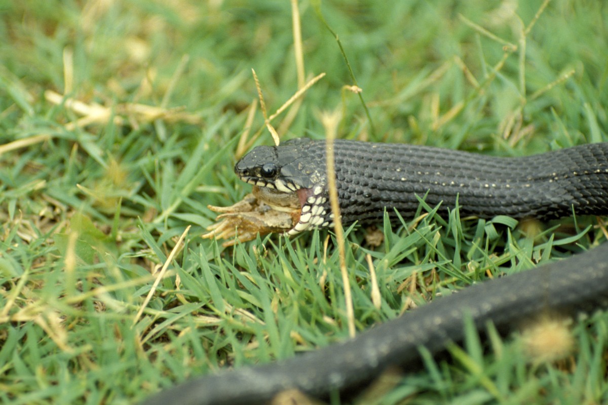 Stock photo of Grass snake (Natrix natrix) juvenile playing dead