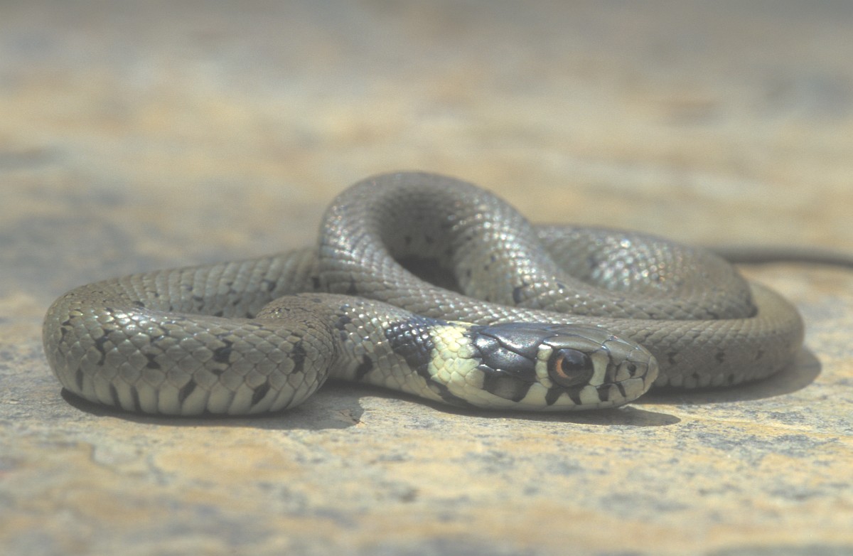 Stock photo of Grass snake (Natrix natrix) juvenile playing dead