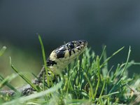 Natrix natrix 13, Ringslang, Saxifraga-Edo van Uchelen