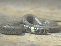 Natrix natrix 15, Ringslang, juvenile, Saxifraga-Edo van Uchelen