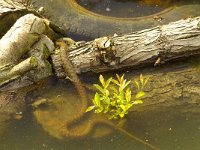 Natrix natrix 26, Ringslang, Saxifraga-Kees Marijnissen