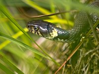 Grass snake portrait in natural habitat  Grass snake portrait in natural habitat : animal, assault, attack, background, black, coldblooded, constrictor, crawling, creature, dangerous, descending, down, grass, grass-snake, hunting, natrix, natrix natrix, nature, pattern, pet, remote, reptile, reptilian, scale, serpent, serpentine, sliding, slither, slithering, snake, snakeskin, suspended, white, wildlife, yellow, young