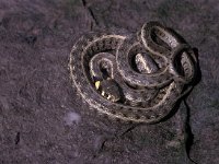 Natrix natrix 4, Ringslang, Saxifraga-Edo van Uchelen