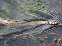 Natrix natrix 41, Ringslang, Saxifraga-Bart Vastenhouw