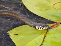 Natrix natrix 43, Ringslang, Saxifraga-Bart Vastenhouw