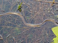 Natrix natrix 44, Ringslang, Saxifraga-Bart Vastenhouw