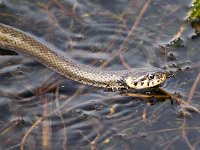 Natrix natrix 47, Ringslang, Saxifraga-Bart Vastenhouw