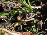 Natrix natrix 49, Ringslang, Saxifraga-Hans Dekker