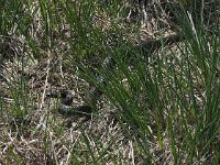 Natrix natrix 55, Ringslang, Saxifraga-Hans Dekker