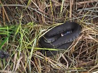 Natrix natrix 56, Ringslang, Saxifraga-Hans Dekker