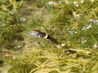 Natrix natrix 59, Ringslang, Saxifraga-Henk Baptist