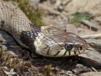 Natrix natrix 9, Ringslang, Saxifraga-Kees-Marijnissen