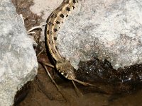 Natrix natrix persa 60, Gestreepte Ringslang, Saxifraga-Henk Baptist