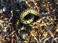 Natrix natrix persa 61, Gestreepte Ringslang, Saxifraga-Henk Baptist