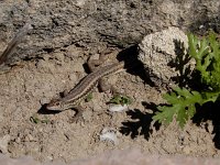 Ophisops elegans 7, Slangenooghagedis, Saxifraga-Ed Stikvoort