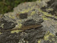 Podarcis hispanica 4, Spaanse muurhagedis, Saxifraga-Jan van der Straaten