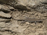 Podarcis muralis 103, Muurhagedis, Saxifraga-Willem van Kruijsbergen