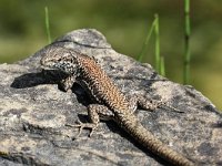 Podarcis muralis 96, Muurhagedis, Saxifraga-Henk Baptist