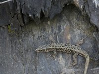 Podarcis muralis 99, Muurhagedis, Saxifraga-Willem van Kruijsbergen