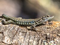 Tyrrhenian wall lizard  Tyrrhenian wall lizard (Podarcis tiliguerta) dark version on a stone wall in Tuscany, Italy, April. : animal, animals, august, beautiful, brown, close, corse, corsica, endemic, europe, fauna, france, garden, green, holiday, island, landscape, lizard, macro, mediterranean, nature, outdoors, oviparous, paradise, park, podarcis tiliguerta, reptile, reptilia, rock, rural, sardinia, scenic, sky, small, stone, summer, sunny, thyrrhenian wall lizard, tourism, travel, tyrrhenian wall lizard, vacation, view, viridis, wall, wild, wildlife