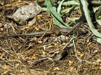 Psammodromus algirus 37, Algerijnse zandloper, Saxifraga-Jan van der Straaten