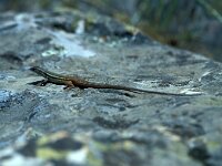 Psammodromus algirus 38, Algerijnse zandloper, Saxifraga-Jan van der Straaten