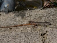 Psammodromus algirus 46, Algerijnse zandloper, adult male, Saxifraga-Theo Verstrael