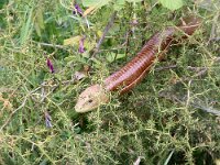 Pseudopus apodus 2, Saxifraga-Foto Fitis-Sytske Dijksen