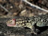 Tarentola mauritanica 4, Muurgekko, Saxifraga-Edo van Uchelen