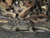 Tarentola mauritanica 5, Muurgekko, Saxifraga-Edo van Uchelen